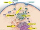 Digesto intracelular