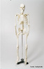 Apresenta a disposição dos ossos no esqueleto humano. <br/><br/> Palavras-chave: corpo humano, sistema ósseo, esqueleto. 