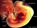 Etapa do desenvolvimento embrionário. No 1º mês de gestação o embrião tem o tamanho de uma ervilha. A cabeça está à esquerda. O coração já bate e o sistema nervoso e os órgãos vitais estão se formando. <br/><br/> Palavras-chave: Embriologia, gestação, embrião, desenvolvimento. 