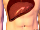 Maior glândula exócrina do corpo humano. <br/><br/> Palavras-chave: Corpo Humano, Sistema Digestório, Anatomia Humana, Glândula, Exócrina 