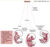 Folheto embrionário, situado entre a ectoderme e a endoderme, que se forma durante a gastrulação no embrião dos animais triblásticos. A partir da mesoderme, por multiplicação e diferenciação celular, originam-se, por exemplo, o esqueleto, os músculos, e os sistemas circulatório, excretor e reprodutor. <br/><br/> Palavras-chave: Embriologia. Gastrulação. Anexos. Embrionários. Triblásticos. Animais. Embriões. Diferenciação. Células. 