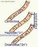 As hifas, filamentos que constituem o micélio, podem apresentar diferentes tipos de organização: cenocíticas, hifas que não apresentam septos, e septadas. Pelos poros das hifas septadas ocorre trânsito de citoplasma e de núcleos de uma célula para outra. <br/><br/> Palavras-chave: Fungos, células, micélio, pluricelulares.  