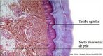 O tecido epitelial é formado por células poliédricas justapostas com matriz intercelular reduzida ou ausente. Responsável pelo revestimento do corpo e cavidades. <br/><br/> Palavras-chave: Histologia. Epitélios. Pele. Mucosas. Proteção. Revestimento. 