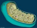 Estrutura celular localizada nas clulas animal e vegetal, responsvel pelo processo de respirao celular. <br/><br/> Palavras-chave: organelas, energia, clulas, eucariontes, glicose, DNA prprio. 