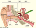O pavilhão auditivo, órgão da audição e do equilíbrio, é formado pelos ouvidos externo, médio e interno. O ouvido externo é formado pelo pavilhão auricular (orelha) e pelo canal auditivo (meato auditivo externo). O ouvido médio é formado pela membrana timpânica e por três ossos diminutos (chamados de ossículos: bigorna, estribo e martelo). Já o ouvido interno é formado pela cóclea (órgão da audição) e pelos canais semicirculares (órgão do equilíbrio). <br/><br/> Palavras-chave: órgão do sentido, audição, equilíbrio, orelha, ouvido. 