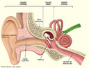 O pavilho auditivo, rgo da audio e do equilbrio,  formado pelos ouvidos externo, mdio e interno. O ouvido externo  formado pelo pavilho auricular (orelha) e pelo canal auditivo (meato auditivo externo). O ouvido mdio  formado pela membrana timpnica e por trs ossos diminutos (chamados de ossculos: bigorna, estribo e martelo). J o ouvido interno  formado pela cclea (rgo da audio) e pelos canais semicirculares (rgo do equilbrio). <br/><br/> Palavras-chave: rgo do sentido, audio, equilbrio, orelha, ouvido. 