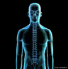 Coluna vertebral eixo de sustentação do corpo humano. <br/><br/> Palavras-chave: Corpo Humano, Sistema Esquelético, Coluna, Vertebral, Sustentação 