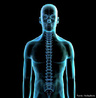 Coluna vertebral eixo de sustentao do corpo humano. <br/><br/> Palavras-chave: Corpo Humano, Sistema Esqueltico, Coluna, Vertebral, Sustentao 