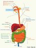 O sistema digestório humano é formado por um longo tubo musculoso, ao qual estão associados órgãos e glândulas que participam da digestão. Apresenta as seguintes regiões; boca, faringe, esôfago, estômago, intestino delgado, intestino grosso e ânus. <br/><br/> Palavras-chave: Sistema. Digestão. Alimentos. Energia. Bolo. Alimentar. Movimentos. Peristálticos. 