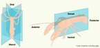 So divises imaginrias de um ser vivo. Animais e plantas podem ser classificados como: assimtricos, com simetria radial (apresenta uma regio oral-aboral) e com simetria bilateral (divide o animal em duas partes iguais). <br/><br/> Palavras-chave: Critrios, classificao, planos, radiada, bilateral. 