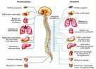 Sistema nervoso responsvel pelo controle da vida vegetativa( controla funes como: respirao, circulao, digesto,...) alm de ser o responsvel pelo controle automtico do corpo frente s modificaes do ambiente. Apresenta dois sistemas diferenciados e antagnicos: simptico e parassimptico. <br/><br/> Palavras-chave: Sistema. Nervoso. Autnomo. Simptico. Parassimptico. Funes. Antagnicas. 