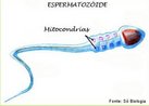 Célula sexual masculina. Formado no interior dos testículos e armazenado no epidídimo. <br/><br/> Palavras-chave: gametas, fecundação, sexo, meiose, espermatogênese, células somáticas.  