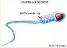 Espermatozide