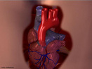 Maior e mais importante artria do sistema circulatrio do corpo humano,dela se derivam todas as outras artrias do organismo. <br/><br/> Palavras-chave: Sistema Circulatrio, Corpo Humano, Artrias 