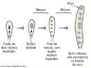 Estrutura de reprodução de fungos da classe Ascomicetos. São formados no interior de uma estrutura denominada asco (saco).  <br/><br/> Palavras-chave: fungos, reprodução, esporos, Saccharomyces, Penicillum. 