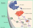 Digesto intracelular