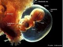 Etapa do desenvolvimento embrionário. No 2º mês de gestação o embrião é agora do tamanho de uma noz. Os pequenos ossos do embrião começam a enrijecer e os músculos se desenvolvem e ficam mais fortes. Os punhos e os tornozelos estão visíveis e os dedos começando a aparecer. Os rins passam a remover os dejetos para produzir a urina. <br/><br/> Palavras-chave: Embriologia, gestação, embrião, desenvolvimento. 