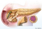 Glndula do aparelho digestrio, localizada na parte superior do abdome e atrs do estmago.  responsvel pela produo de enzimas, que atuam na digesto dos alimentos, e pela insulina - hormnio responsvel pela diminuio do nvel de glicose no sangue. <br/><br/> Palavras-chave: Sistema Digestrio, glndula, suco pancretico, glucagon, insulina, acar, cinos, ilhotas. 