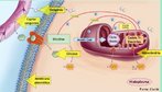  um conjunto de reaes qumicas que extrai, gradativamente, a energia acumulada em molculas de substncias orgnicas diversas, originando substncias mais simples. A extrao ocorre em trs etapas: gliclise, ciclo de Krebs e cadeia respiratria. <br/><br/> Palavras-chave: organelas citoplasmticas, mitocndrias, respirao celular, molculas de ATP, acetilcoenzima, cadeia de eltrons. 