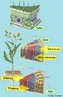 Os vasos xilema e floema so tecidos vasculares que realizam o transporte de seiva nas plantas traquefitas, comunicando o sistema radicular s estruturas foliares, intermediada pelo caule. <br/><br/> Palavras-chave: tecidos condutores, vegetais, lber, lenho.  