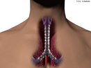 Tubo de aproximadamente 1,5 centímetros de diâmetro por 10-12 centímetros de comprimento que bifurca-se no seu interior, ligando a laringe aos brônquios, para levar o ar aos pulmões durante a respiração. <br/><br/> Palavras-chave: Corpo Humano, Sistema Respiratório, Anatomia, Tubo, Laringe, Brônquios, Ar Pulmões, Respiração 