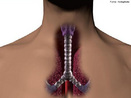 Tubo de aproximadamente 1,5 centmetros de dimetro por 10-12 centmetros de comprimento que bifurca-se no seu interior, ligando a laringe aos brnquios, para levar o ar aos pulmes durante a respirao. <br/><br/> Palavras-chave: Corpo Humano, Sistema Respiratrio, Anatomia, Tubo, Laringe, Brnquios, Ar Pulmes, Respirao 