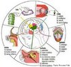 Conjunto de rgos dos sentidos responsveis pela captao de estmulos externos e internos ao corpo (luz, eletricidade, calor, gosto, cheiro, umidade, presso, gravidade, inrcia, som, toque, vibrao). Cada estmulo tem sua estrutura receptora especfica (membrana de clulas sensoriais - podem ser exteroreceptores, proprioreceptores ou interoceptores). As clulas receptoras geram, quando estimuladas, impulsos nervosos que so levadas por nervos sensitivos a reas especficas do crebro, que interpretar cada estmulo. <br/><br/> Palavras-chave: Sensores. Organismos. rgos. Viso. Audio. Tato. Paladar. Olfato. 