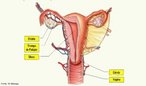 É constituído pelos ovários (gônadas) que produzem os óvulos (gametas); as tubas uterinas (onde ocorre o encontro do óvulo com o espermatozóide - fecundação - e o transporte de óvulos do ovário até o útero ( local de desenvolvimento do embrião), a vagina ( órgão copulador e canal de liberação da menstruação) e vulva, formada por estruturas externas do aparelho feminino. <br/><br/> Palavras-chave: Sistema. Reprodução. Gravidez. Gônadas. Útero. Tubas. Menstruação. Fecundação. Células. Sexuais.  