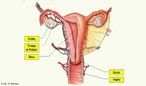 Sistema reprodutor feminino