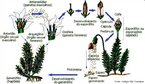 Plantas avasculares e restritas a ambientes midos e sombrios. Apresentam alternncia de geraes em seu ciclo de vida. <br/><br/> Palavras-chave: Musgos. Gametfito. Dependncia. gua. Anterozide. Oosfera. 