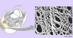 São filamentos protéicos responsáveis em manter a forma da célula, as organizações do seu espaço interior, como também a capacidade de movimentação. <br/><br/> Palavras-chave: Citologia, estruturas celulares, esqueleto vegetal. 