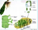 Estrutura presente nas células vegetais responsável pelo processo da fotossíntese. <br/><br/> Palavras-chave: clorofila, fotossíntese, folhas, plantas, seiva elaborada. 