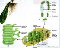 Estrutura presente nas clulas vegetais responsvel pelo processo da fotossntese. <br/><br/> Palavras-chave: clorofila, fotossntese, folhas, plantas, seiva elaborada. 