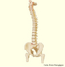 Formada pela superposio de uma srie de ossos isolados denominados vrtebras. Estende-se do crnio at a pelve e  responsvel por dois quintos do peso corporal total. <br/><br/> Palavras-chave: espinha dorsal, escoliose, lordose, cifose, lombar, hrnia de disco, cervical, torcica, sacro-coccgea. 