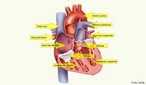 O coração é um órgão constituído por tecido muscular involuntário, localizado abaixo do osso esterno (tórax). Tem aproximadamente o tamanho de um punho fechado. Formado por dois sistemas de bombeamento independentes, um do lado direito e outro do lado esquerdo. Cada um destes sistemas tem duas câmaras – um átrio e um ventrículo. Os ventrículos são as principais “bombas” do coração. <br/><br/> Palavras-chave: sistema cardiovascular, sangue, válvulas, tricúspide, mitral, veias, artérias.