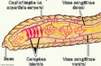 Respirao cutnea