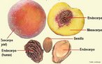 Espécie de fruto carnoso que apresenta apenas uma semente que se encontra aderida ao endocarpo. <br/><br/> Palavras-chave: Botânica, angiospermas, frutos, endocarpo, mesocarpo, exocarpo. 