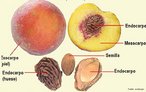 Espcie de fruto carnoso que apresenta apenas uma semente que se encontra aderida ao endocarpo. <br/><br/> Palavras-chave: Botnica, angiospermas, frutos, endocarpo, mesocarpo, exocarpo. 