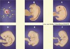 Representação de algumas etapas do desenvolvimento embrionário humano. Na sequência das imagens temos: a) o ovócito sendo fecundado pelo espermatozóide; b) o embrião com 24 dias; c) o embrião com 28 dias; d) o embrião com 42 dias; e) o embrião com 48 dias e f) embrião com 52 dias. <br/><br/> Palavras-chave: embriologia, reprodução, fecundação, etapas gestacional. 