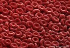 Elementos figurados do sangue. São células responsáveis em transportar nutrientes e oxigênio às células. Contêm a proteína hemoglobina que apresenta pigmentação avermelhada. <br/><br/> Palavras-chave: Sistema. Circulatório. Sangue. Elementos. Figurados. Hemácias. Glóbulos. Vermelhos. Hemoglobina. 