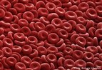 Elementos figurados do sangue. So clulas responsveis em transportar nutrientes e oxignio s clulas. Contm a protena hemoglobina que apresenta pigmentao avermelhada. <br/><br/> Palavras-chave: Sistema. Circulatrio. Sangue. Elementos. Figurados. Hemcias. Glbulos. Vermelhos. Hemoglobina. 