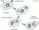 Processo de digesto celular, no qual, so ingeridas partculas slidas. <br/><br/> Palavras-chave: Lisossomos. Citologia. Clulas. Digesto. Partculas.  