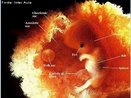 Etapa do desenvolvimento embrionário. No 3º mês de gestação o embrião já pode ser chamado de feto e cresce rapidamente. Agora, o feto tem traços faciais e todos os órgãos internos estão em seus lugares. <br/><br/> Palavras-chave: Embriologia, gestação, embrião, desenvolvimento. 