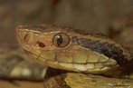 Depresso localizada entre as narinas e os olhos da maioria das cobras venenosas.  um rgo sensorial termorreceptor, que permite a serpente perceber a aproximao de animais, principalmente os de sangue quente. <br/><br/> Palavras-chave: defesa, caa, cobras, rpteis, cascavel, jararaca, surucucu, temperatura. 