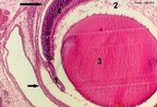 Fotomicrografia do olho. Coloração por Hematoxilina Eosina. Observa-se: córnea, lâmina de tecido conjuntivo denso, transparente e avascular, que limita anteriormente o globo ocular (indicada pela seta curta); coróide (indicada pela seta longa); íris (indicada pelo número 1), prolongamento membranoso da coróide; corpo vítreo (indicado pelo número 2); cristalino (indicado pelo número 3) e retina (indicada pelo número 4). <br/><br/> Palavras-chave: Anatomia. Histologia. Visão. Estruturas. Coloração. Tecidos.  