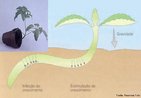 Movimento trpico determinado pela gravidade, realizado pelos rgos vegetais. Possibilita o crescimento vertical mesmo sobre substratos inclinados. Quando os eixos caulinares so desviados da posio vertical, voltam a ela graas a sua capacidade de crescimento geotrpico