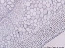 Visão microscópica, em corte transversal, de caule mostrando câmbio fascicular e interfascicular de Ricinus communis (mamona), em aumento de 200x. <br/><br/> Palavras-chave: Euphorbiaceae. Angiospermas. Caule. Câmbio. Mamona.  