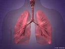 Órgãos do sistema respiratório responsáveis pelas trocas gasosas entre o ambiente e o sangue. <br/><br/> Palavras-chave: Corpo Humano, Sistema Respiratório, Pulmão, Trocas gasosas, Ambiente, Sangue  