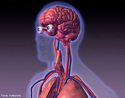 O sistema nervoso central  responsvel pelo processamento e integrao de informaes, suas partes Encfalo e Medula espinal. <br/><br/> Palavras-chave: Corpo Humano, Sistema Nervoso, Organismo, Ambiente, Sistema Nervoso Central, Encfalo , Medula espinhal 