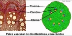 Tecidos de conduo